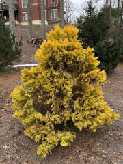- Calocedrus decurrens 'Berrima Gold' Golden Incense Cedar - Mr Maple │ Buy Japanese Maple Trees