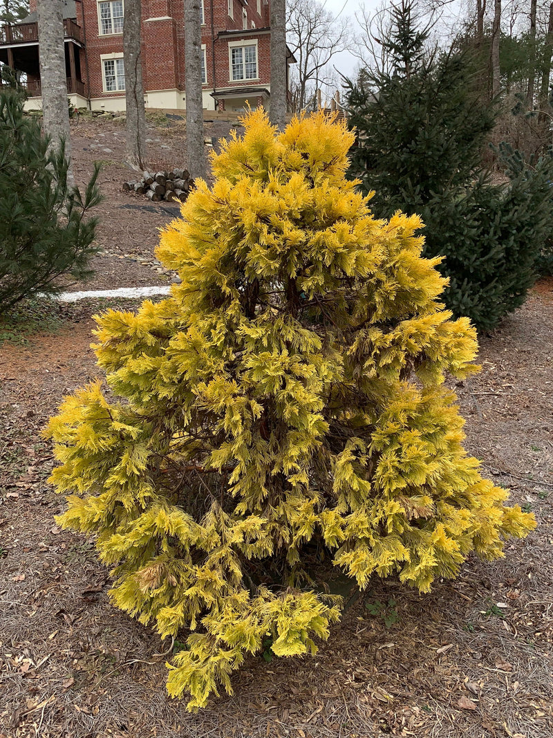 - Calocedrus decurrens 'Berrima Gold' Golden Incense Cedar - Mr Maple │ Buy Japanese Maple Trees