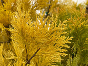 - Calocedrus decurrens 'Berrima Gold' Golden Incense Cedar - Mr Maple │ Buy Japanese Maple Trees