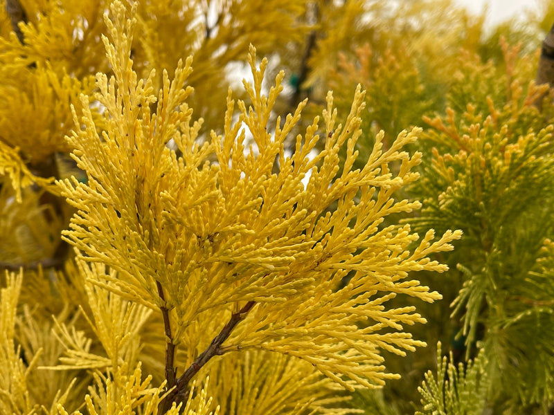 - Calocedrus decurrens 'Berrima Gold' Golden Incense Cedar - Mr Maple │ Buy Japanese Maple Trees