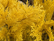 - Calocedrus decurrens 'Berrima Gold' Golden Incense Cedar - Mr Maple │ Buy Japanese Maple Trees