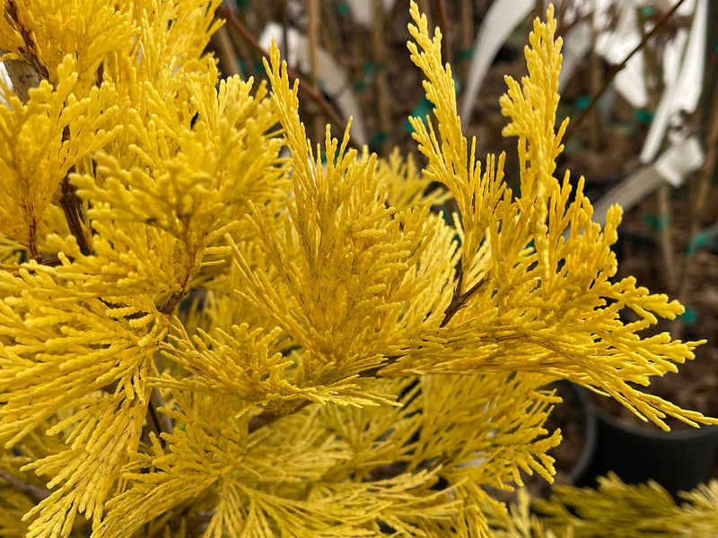 - Calocedrus decurrens 'Berrima Gold' Golden Incense Cedar - Mr Maple │ Buy Japanese Maple Trees