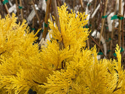 - Calocedrus decurrens 'Berrima Gold' Golden Incense Cedar - Mr Maple │ Buy Japanese Maple Trees