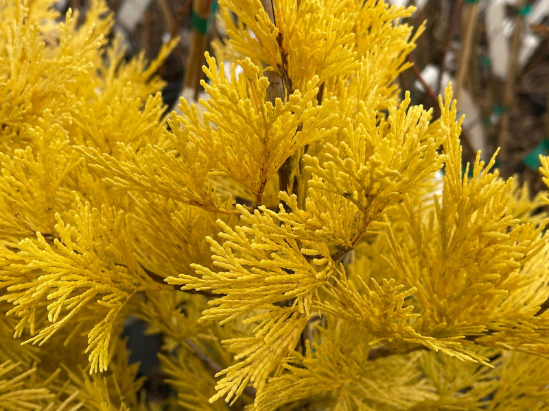 - Calocedrus decurrens 'Berrima Gold' Golden Incense Cedar - Mr Maple │ Buy Japanese Maple Trees