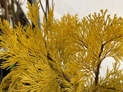 - Calocedrus decurrens 'Berrima Gold' Golden Incense Cedar - Mr Maple │ Buy Japanese Maple Trees