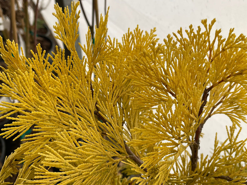 - Calocedrus decurrens 'Berrima Gold' Golden Incense Cedar - Mr Maple │ Buy Japanese Maple Trees