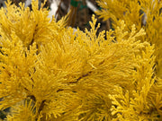 - Calocedrus decurrens 'Berrima Gold' Golden Incense Cedar - Mr Maple │ Buy Japanese Maple Trees