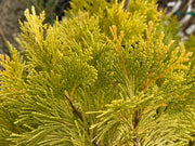 - Calocedrus decurrens 'Berrima Gold' Golden Incense Cedar - Mr Maple │ Buy Japanese Maple Trees