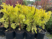 - Calocedrus decurrens 'Berrima Gold' Golden Incense Cedar - Mr Maple │ Buy Japanese Maple Trees