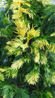 - Calocedrus decurrens 'Maupin Glow' Variegated Incense Cedar - Mr Maple │ Buy Japanese Maple Trees