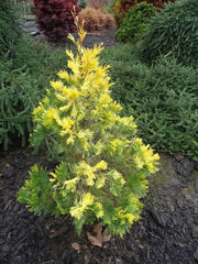 - Calocedrus decurrens 'Maupin Glow' Variegated Incense Cedar - Mr Maple │ Buy Japanese Maple Trees