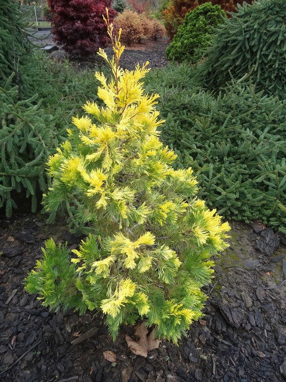 - Calocedrus decurrens 'Maupin Glow' Variegated Incense Cedar - Mr Maple │ Buy Japanese Maple Trees
