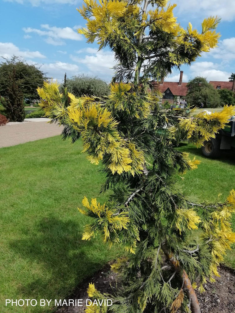 - Calocedrus decurrens 'Maupin Glow' Variegated Incense Cedar - Mr Maple │ Buy Japanese Maple Trees