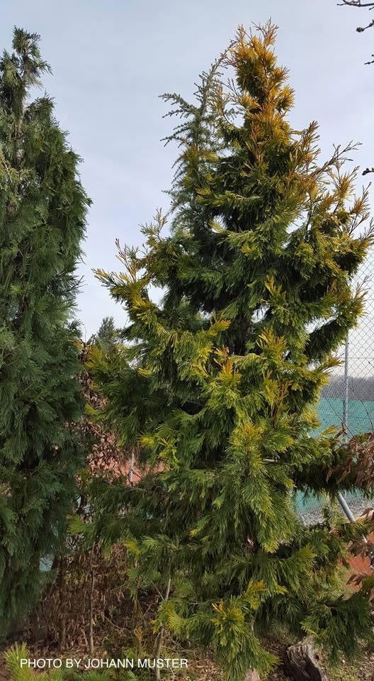 - Calocedrus decurrens 'Maupin Glow' Variegated Incense Cedar - Mr Maple │ Buy Japanese Maple Trees