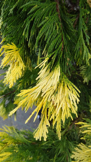 - Calocedrus decurrens 'Maupin Glow' Variegated Incense Cedar - Mr Maple │ Buy Japanese Maple Trees