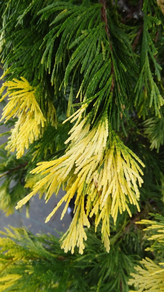 - Calocedrus decurrens 'Maupin Glow' Variegated Incense Cedar - Mr Maple │ Buy Japanese Maple Trees