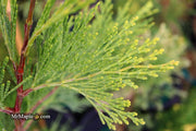 - Calocedrus decurrens 'Maupin Glow' Variegated Incense Cedar - Mr Maple │ Buy Japanese Maple Trees