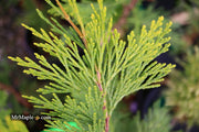 - Calocedrus decurrens 'Maupin Glow' Variegated Incense Cedar - Mr Maple │ Buy Japanese Maple Trees