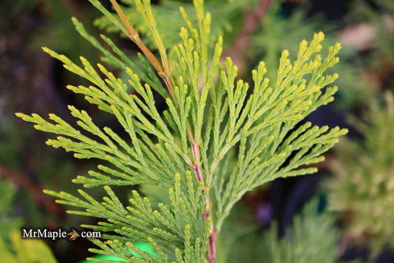 - Calocedrus decurrens 'Maupin Glow' Variegated Incense Cedar - Mr Maple │ Buy Japanese Maple Trees