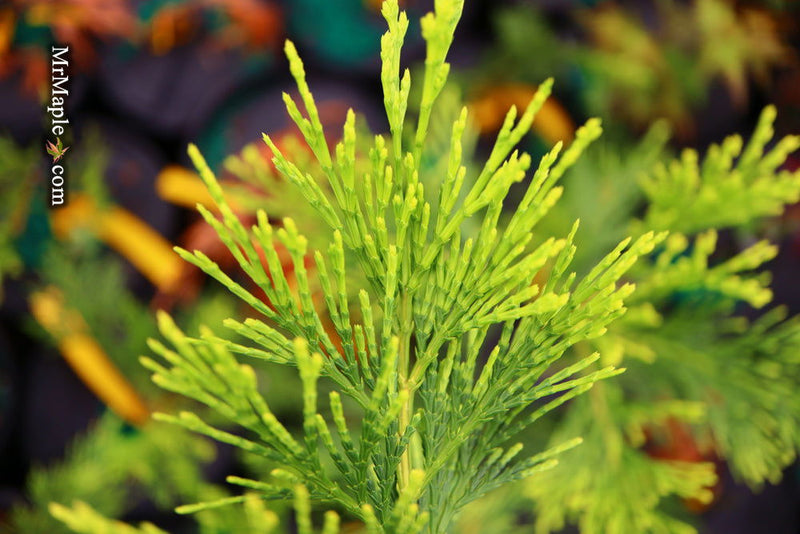 - Calocedrus decurrens 'Maupin Glow' Variegated Incense Cedar - Mr Maple │ Buy Japanese Maple Trees