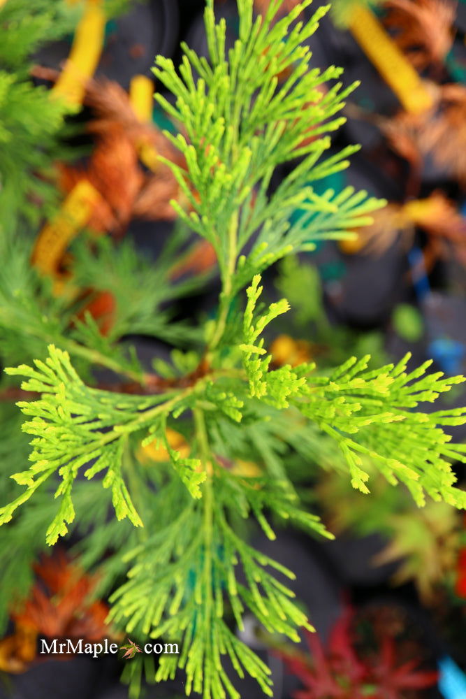 - Calocedrus decurrens 'Maupin Glow' Variegated Incense Cedar - Mr Maple │ Buy Japanese Maple Trees