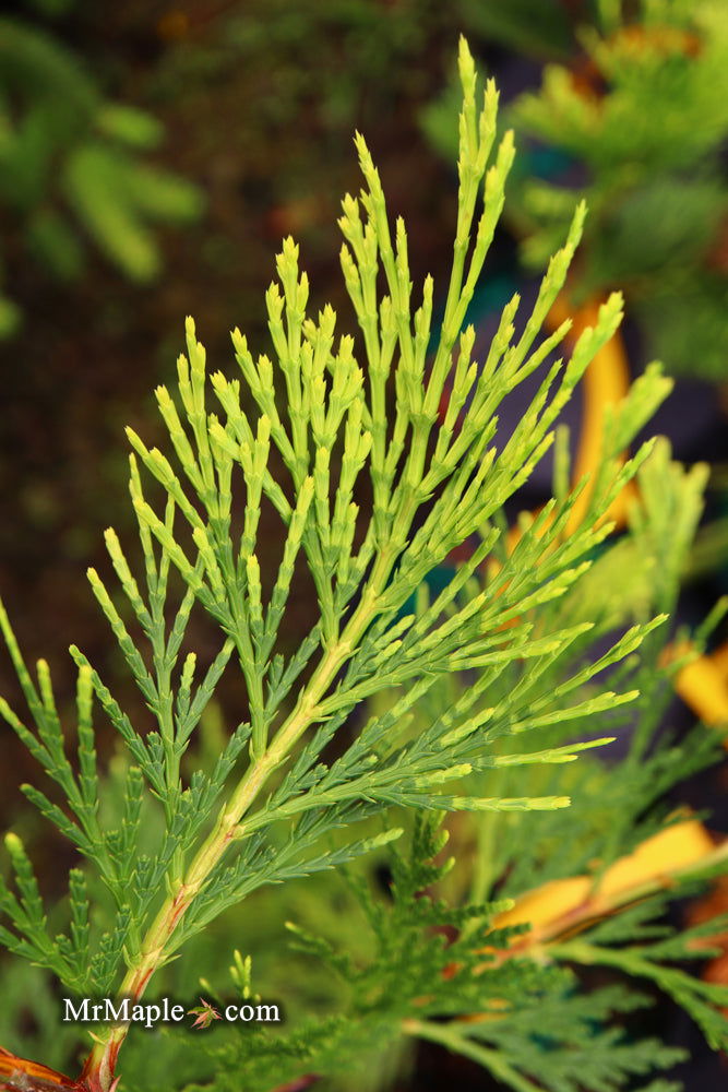 - Calocedrus decurrens 'Maupin Glow' Variegated Incense Cedar - Mr Maple │ Buy Japanese Maple Trees