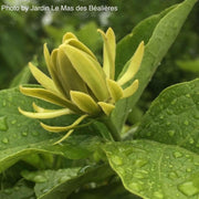 - Calycanthus floridus 'Athens' Sweet shrub - Mr Maple │ Buy Japanese Maple Trees