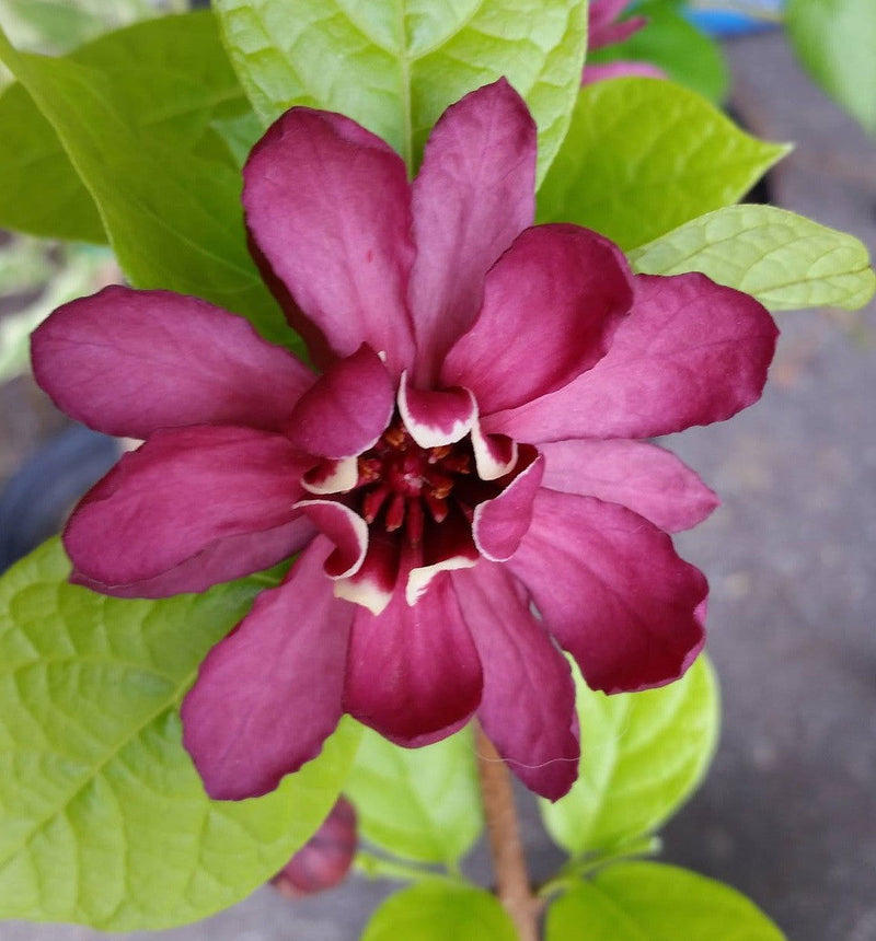 - Calycanthus raulstonii 'Hartlage Wine' Sweetshrub - Mr Maple │ Buy Japanese Maple Trees