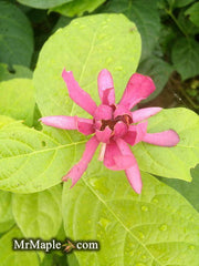 - Calycanthus raulstonii 'Hartlage Wine' Sweetshrub - Mr Maple │ Buy Japanese Maple Trees