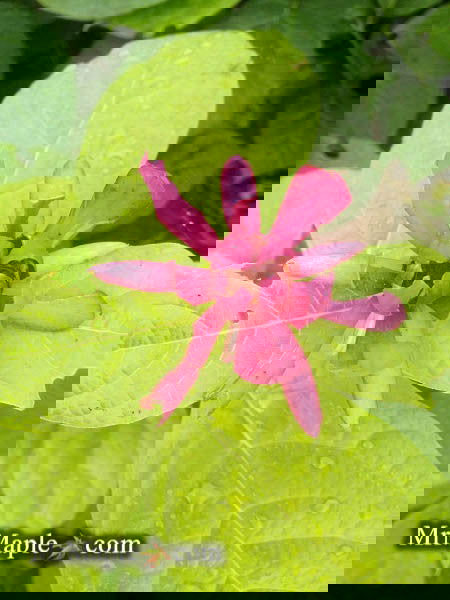 - Calycanthus raulstonii 'Hartlage Wine' Sweetshrub - Mr Maple │ Buy Japanese Maple Trees