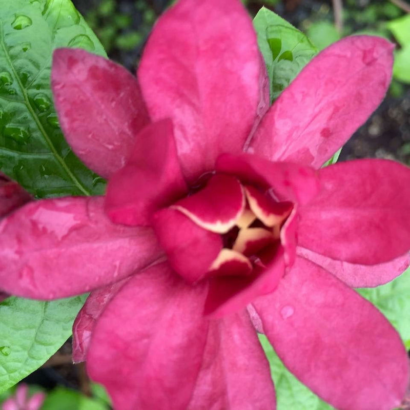 - Calycanthus raulstonii 'Hartlage Wine' Sweetshrub - Mr Maple │ Buy Japanese Maple Trees
