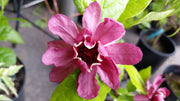 - Calycanthus raulstonii 'Hartlage Wine' Sweetshrub - Mr Maple │ Buy Japanese Maple Trees