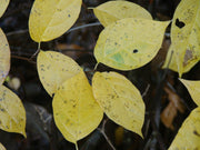 - Calycanthus raulstonii 'Hartlage Wine' Sweetshrub - Mr Maple │ Buy Japanese Maple Trees