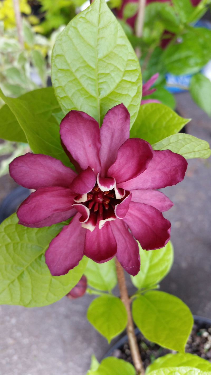 - Calycanthus raulstonii 'Hartlage Wine' Sweetshrub - Mr Maple │ Buy Japanese Maple Trees