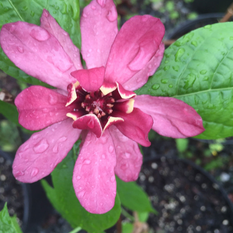 - Calycanthus raulstonii 'Hartlage Wine' Sweetshrub - Mr Maple │ Buy Japanese Maple Trees