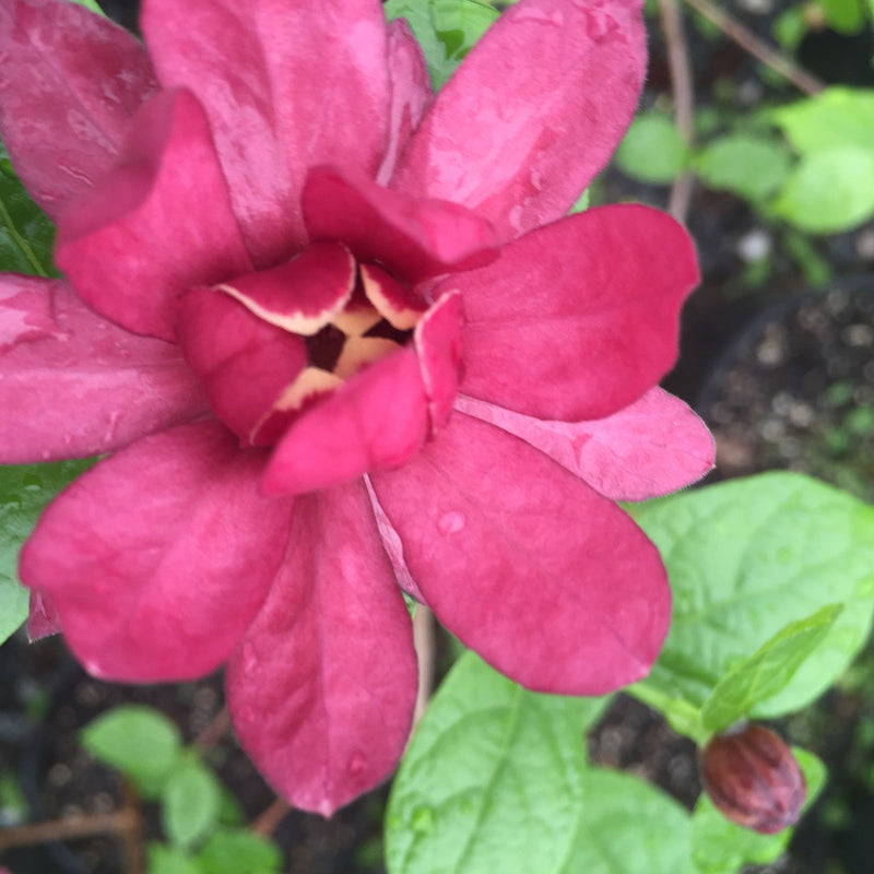 - Calycanthus raulstonii 'Hartlage Wine' Sweetshrub - Mr Maple │ Buy Japanese Maple Trees