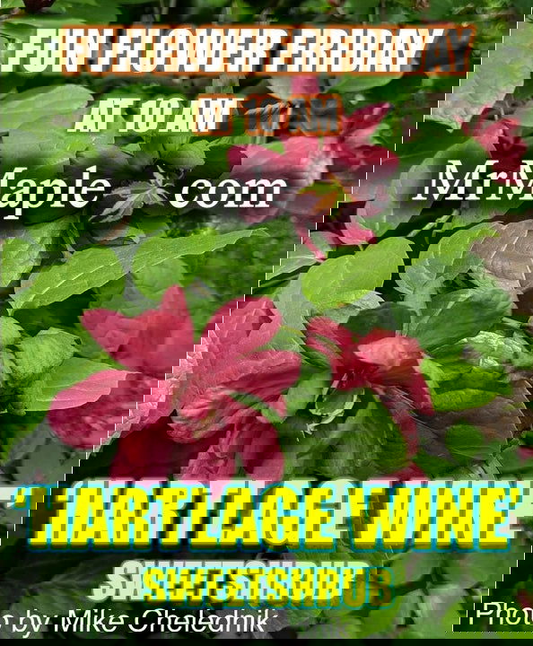 - Calycanthus raulstonii 'Hartlage Wine' Sweetshrub - Mr Maple │ Buy Japanese Maple Trees