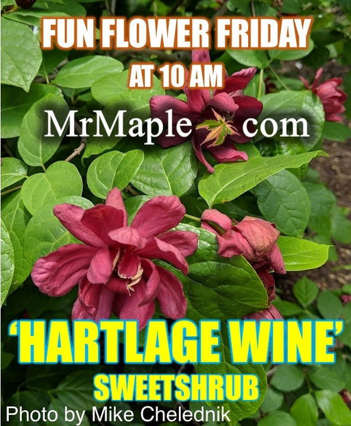 - Calycanthus raulstonii 'Hartlage Wine' Sweetshrub - Mr Maple │ Buy Japanese Maple Trees