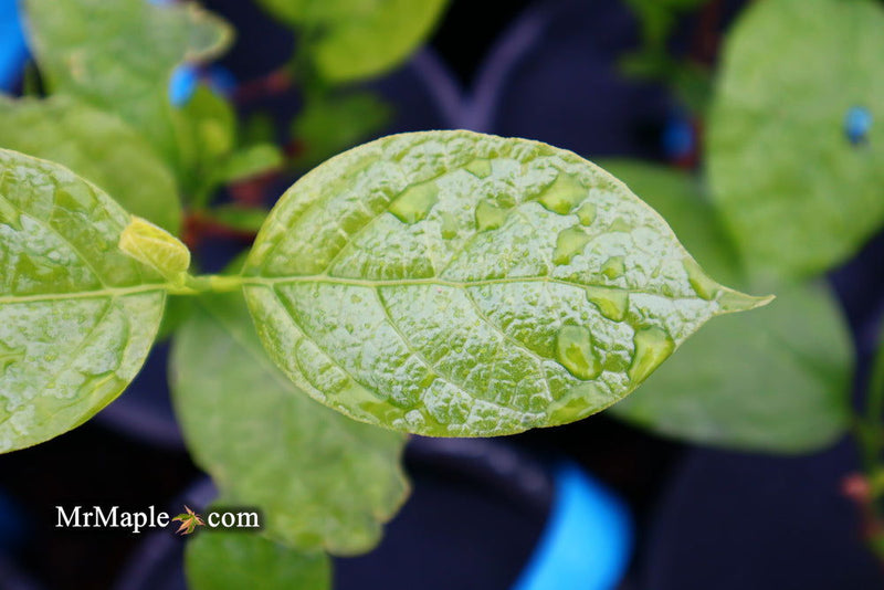 - Calycanthus raulstonii 'Hartlage Wine' Sweetshrub - Mr Maple │ Buy Japanese Maple Trees