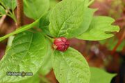 - Calycanthus raulstonii 'Hartlage Wine' Sweetshrub - Mr Maple │ Buy Japanese Maple Trees
