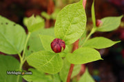 - Calycanthus raulstonii 'Hartlage Wine' Sweetshrub - Mr Maple │ Buy Japanese Maple Trees