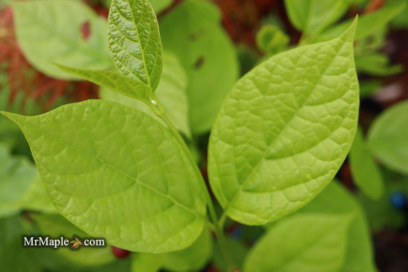 - Calycanthus raulstonii 'Hartlage Wine' Sweetshrub - Mr Maple │ Buy Japanese Maple Trees