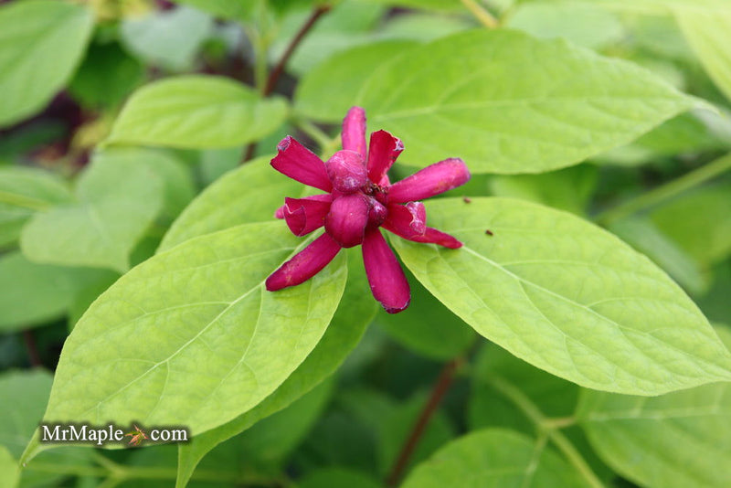 - Calycanthus raulstonii 'Hartlage Wine' Sweetshrub - Mr Maple │ Buy Japanese Maple Trees