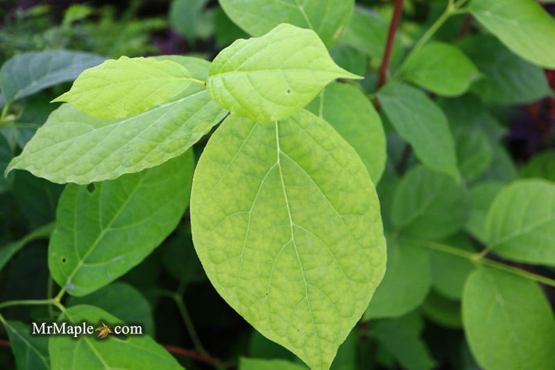 - Calycanthus raulstonii 'Hartlage Wine' Sweetshrub - Mr Maple │ Buy Japanese Maple Trees