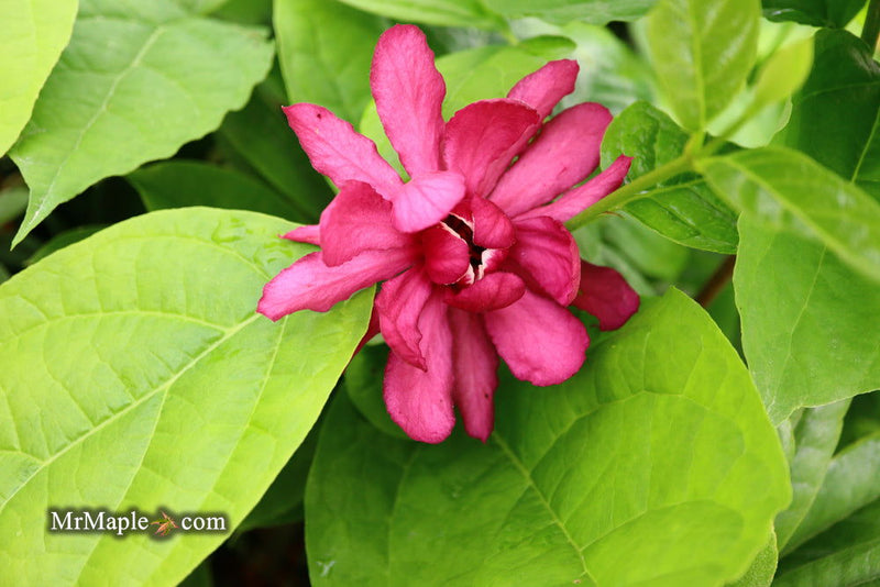 - Calycanthus raulstonii 'Hartlage Wine' Sweetshrub - Mr Maple │ Buy Japanese Maple Trees
