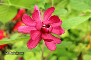 - Calycanthus raulstonii 'Hartlage Wine' Sweetshrub - Mr Maple │ Buy Japanese Maple Trees
