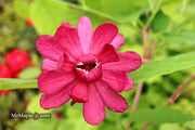 - Calycanthus raulstonii 'Hartlage Wine' Sweetshrub - Mr Maple │ Buy Japanese Maple Trees