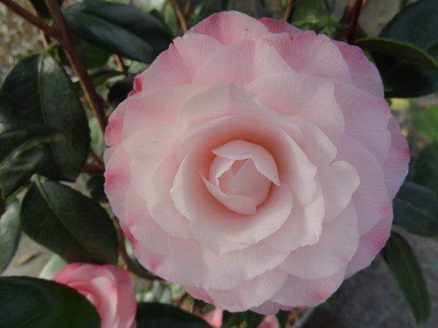 Camellia japonica 'Nuccio's Pearl' Pink Flowering Camellia