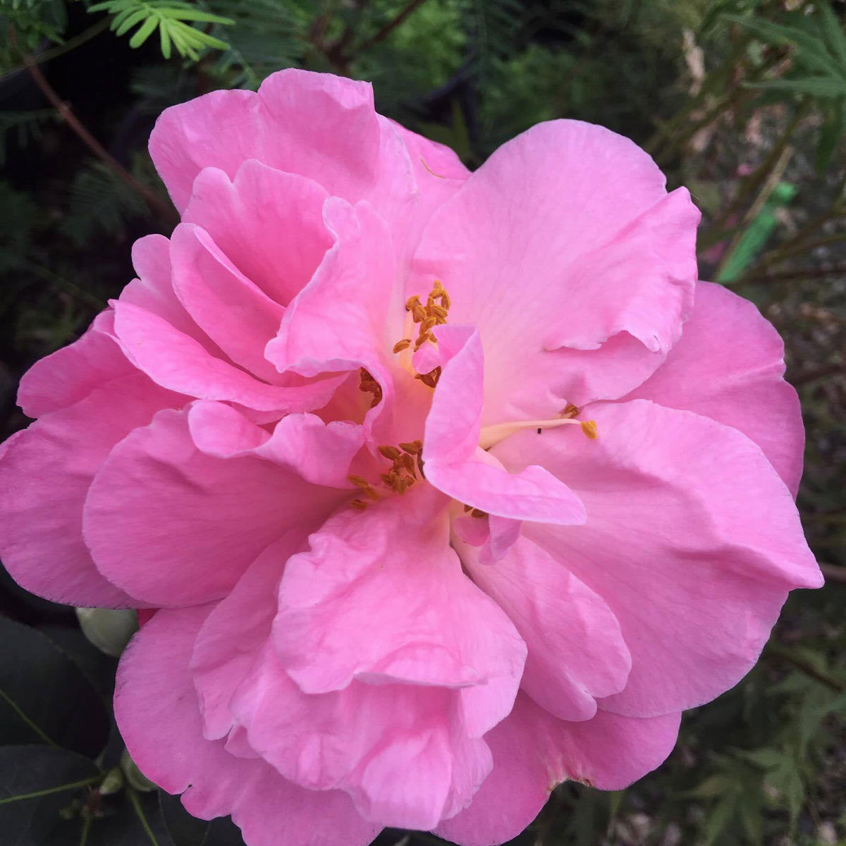 Buy Camellia 'Pink Icicles' Pink Flowering Hardy Camellia — Mr