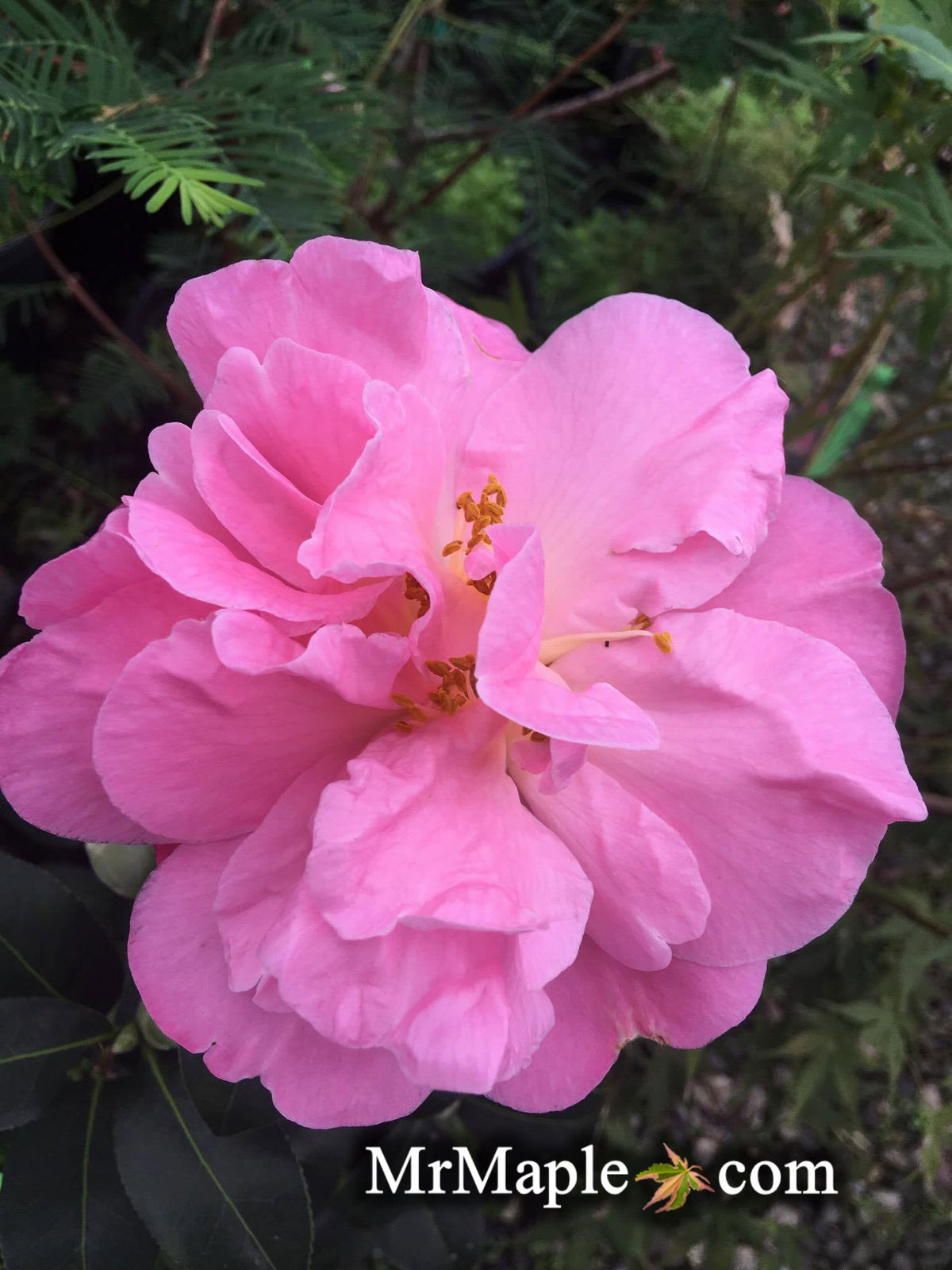 Buy Camellia 'Pink Icicles' Pink Flowering Hardy Camellia — Mr